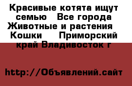 Красивые котята ищут семью - Все города Животные и растения » Кошки   . Приморский край,Владивосток г.